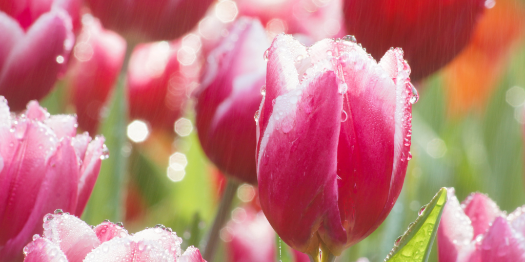 Tulips with raindrops