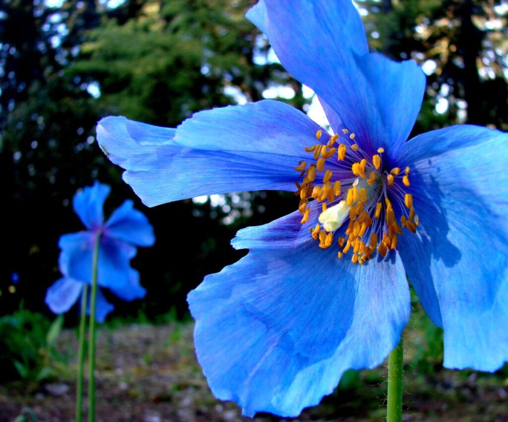 Blue Poppy Day - Garden Festival