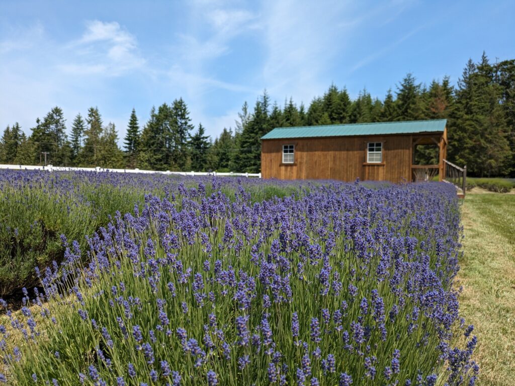 Sequim Lavender Festival