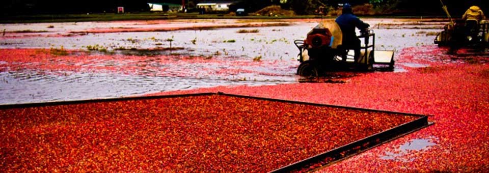 Cranberry Harvest Weekend