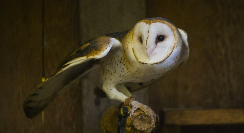 Hoot 'N' Owl at Northwest Trek Wildlife Park