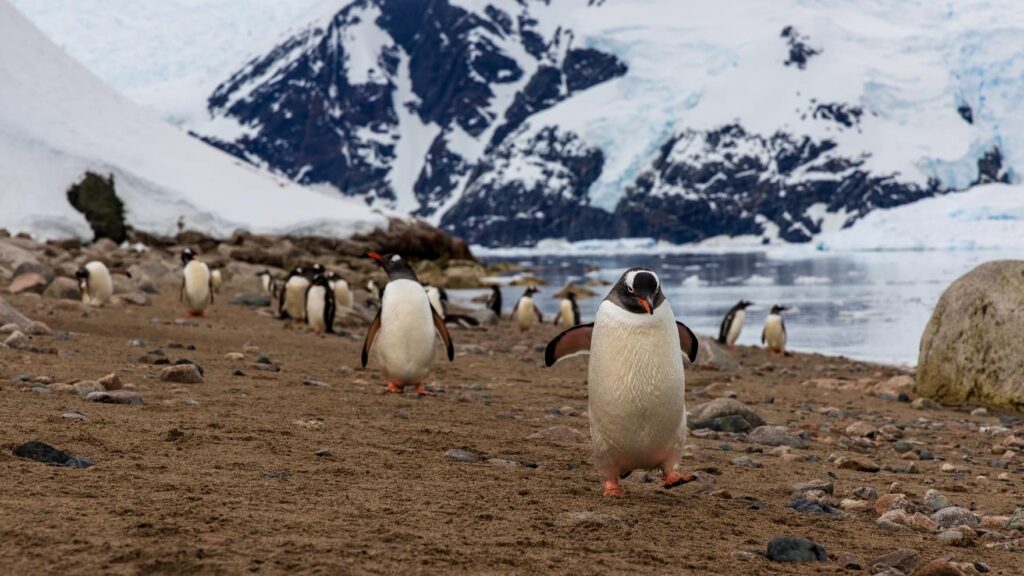 National Geographic Live - October - Penguins of Antarctica