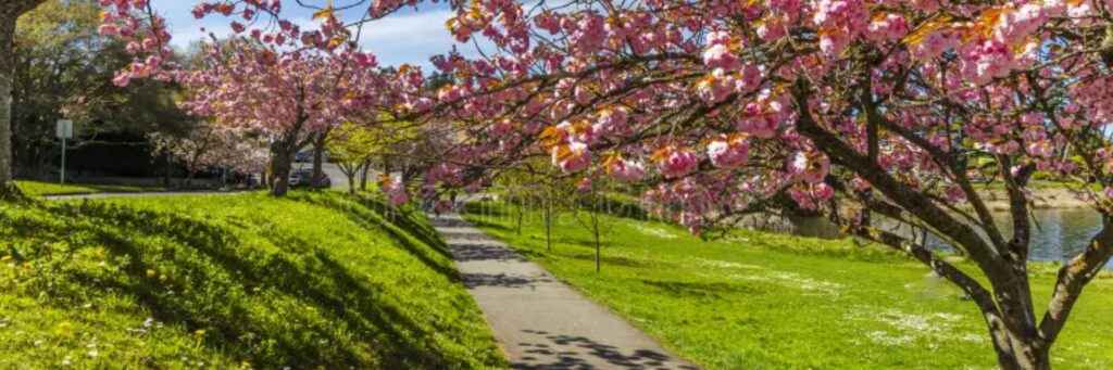 Seattle Cherry Blossom Run | 5K Run/Walk