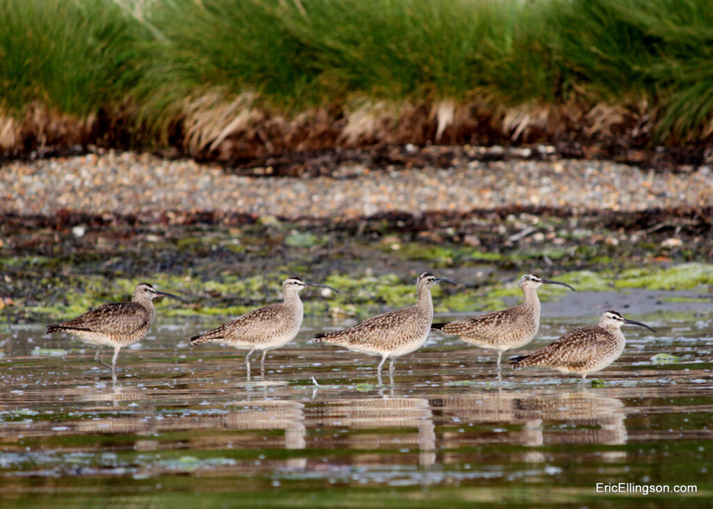 Wings Over Water Northwest Birding Festival